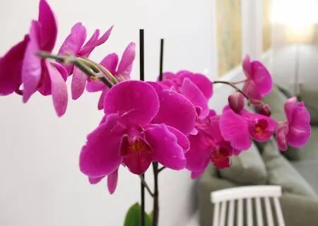 Apartman Cosy Paradise